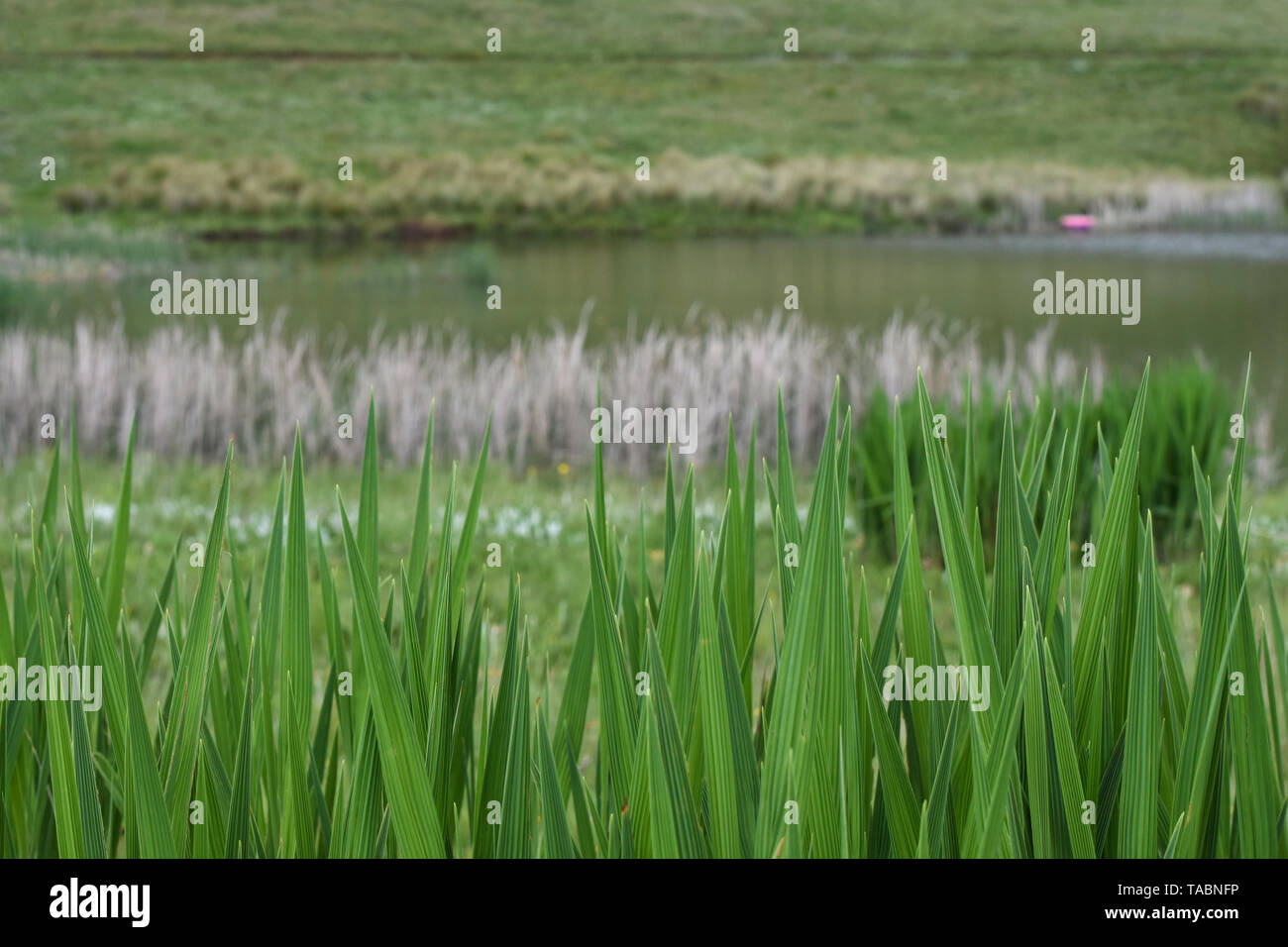 Lakeside Umwelt Hintergrund mit See und Feld Defokussierten Stockfoto