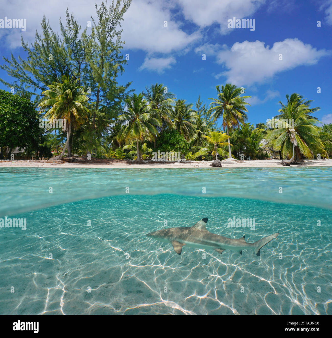 Tropischen Küste mit Kokospalmen und ein Hai unter Wasser, Tikehau Atoll, Tuamotu, Französisch Polynesien, Pazifik, geteilte Ansicht über und unter Wasser Stockfoto