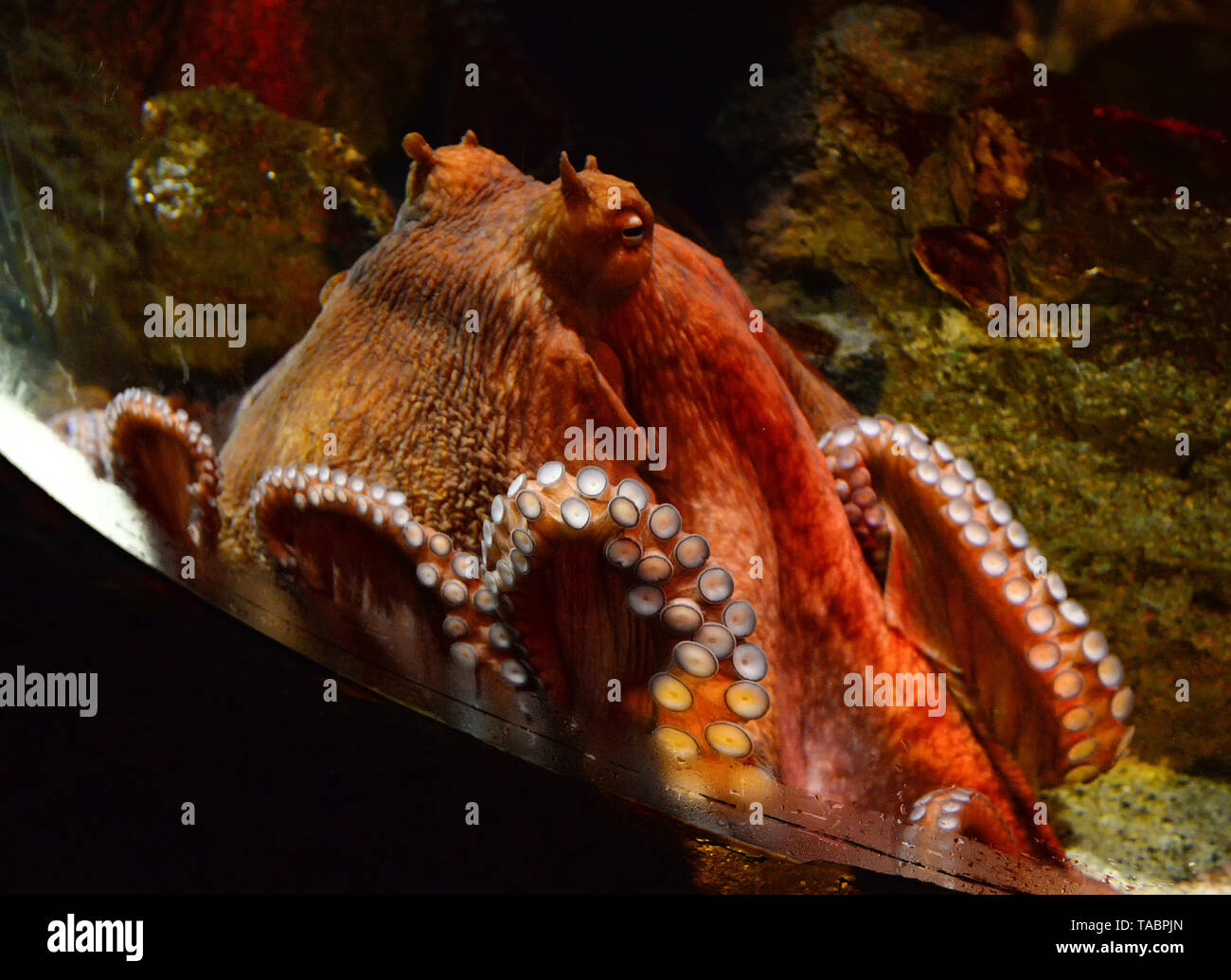 Octopus swimming Fish Tank unterwasser Aquarium Stockfoto
