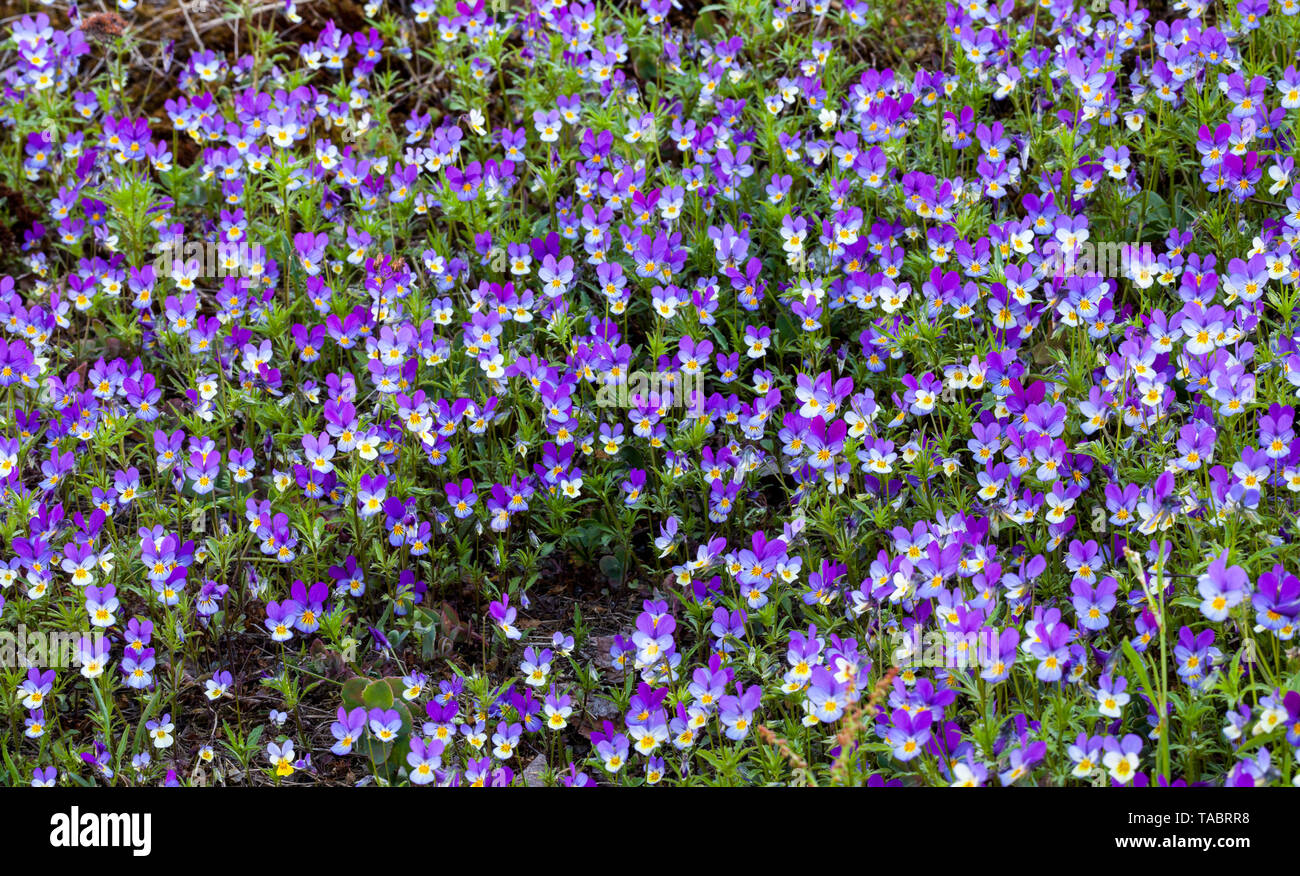 Herzen Freude Blüte (Villa tricolor) Stockfoto