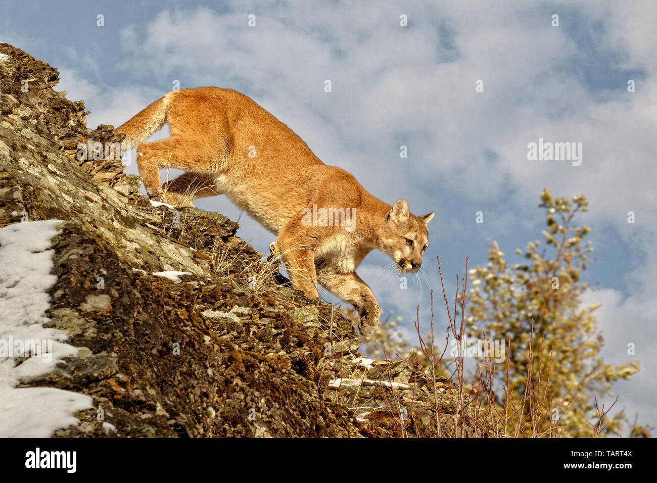 Die Cougar hat viele Namen einschließlich Mountain Lion, Puma, Panther oder Catamount, ist eine große Katze, die in Nord- und Südamerika. Stockfoto