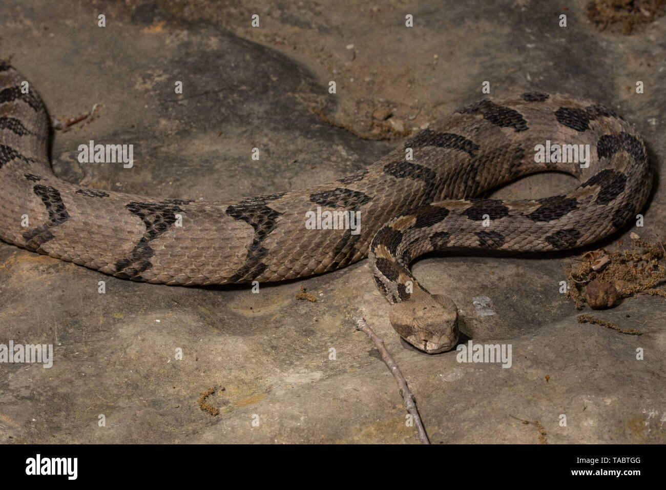 Holz Klapperschlange (Crotalus horridus) von Chatauqua County, Kansas, USA. Stockfoto