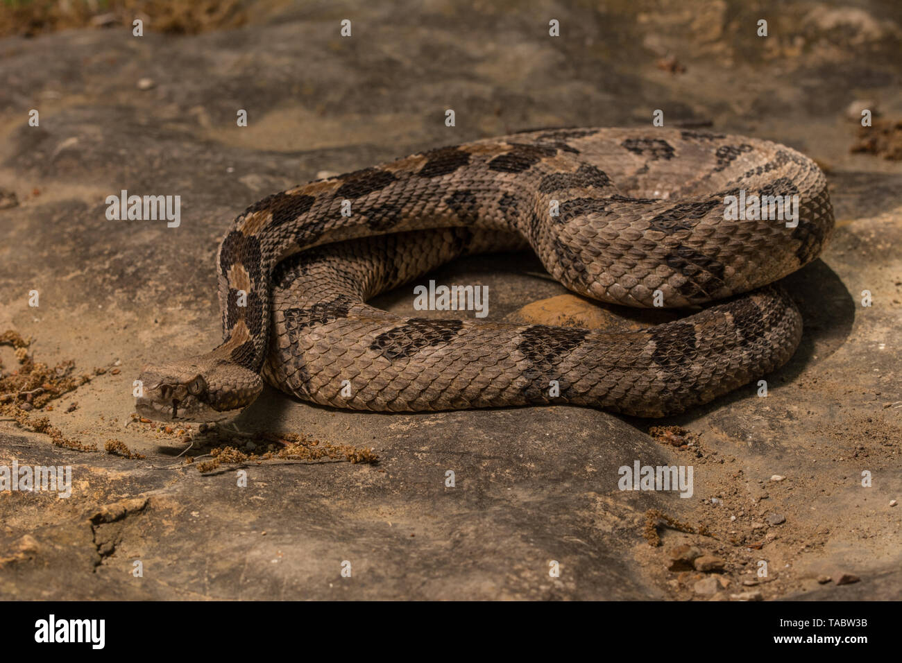 Holz Klapperschlange (Crotalus horridus) von Chatauqua County, Kansas, USA. Stockfoto