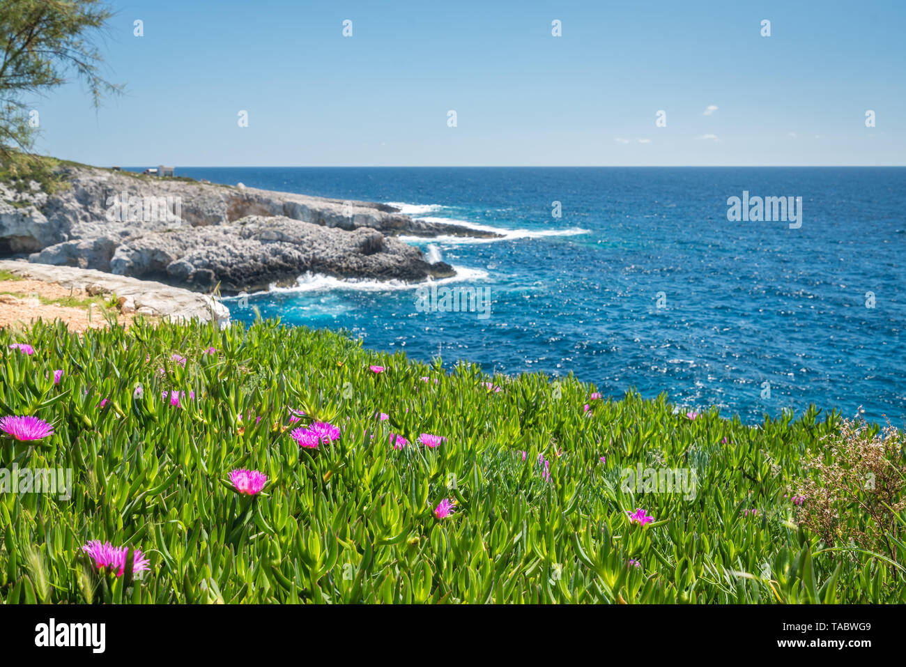 Kleine rosa Carpobrotus sp. flowres wachsen auf dem felsigen Ufer in Porto Limnionas, Zakynthos Zakynthos Insel, Griechenland Stockfoto