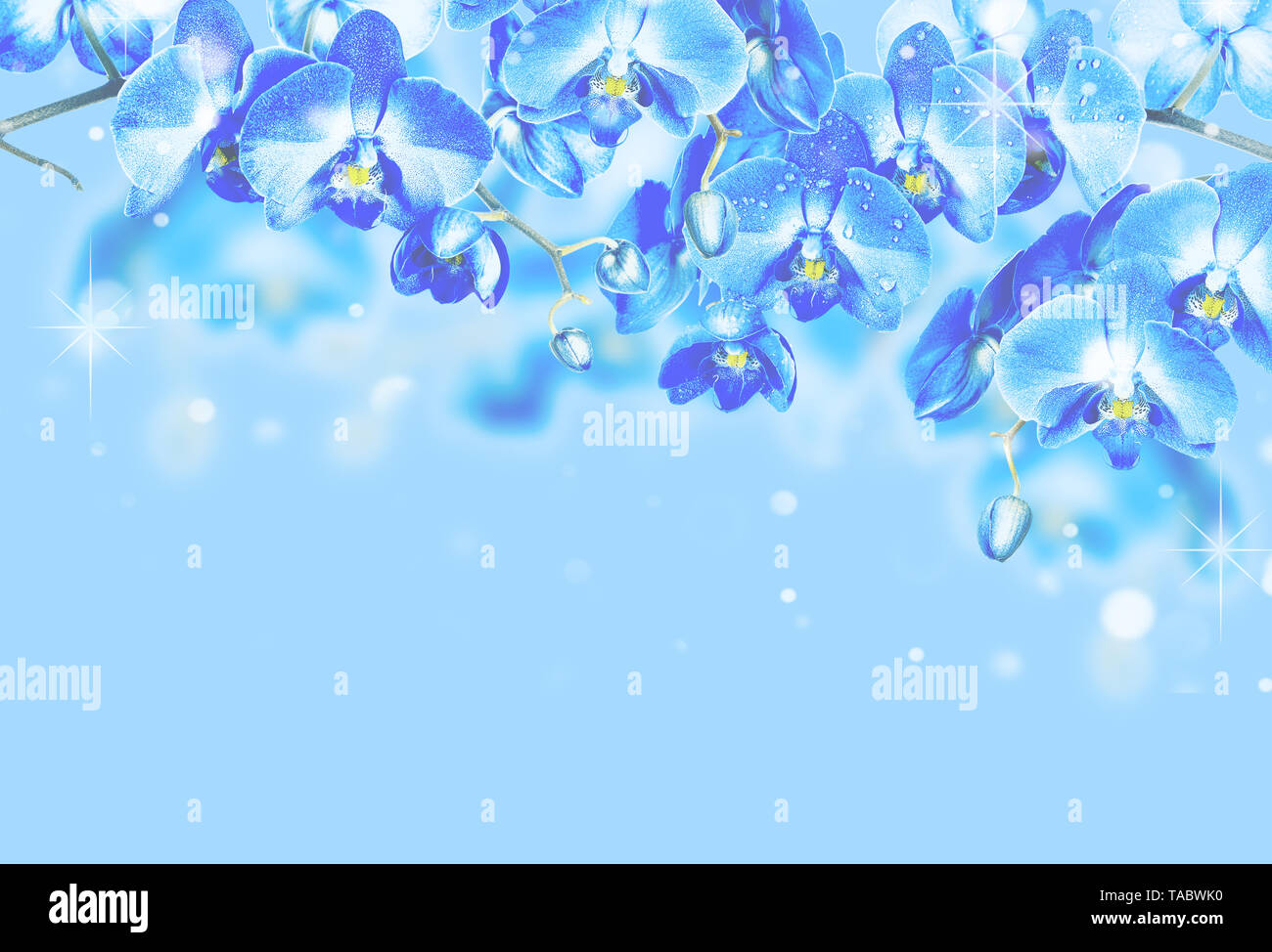 Blaue Orchideen Stockfotos Und Bilder Kaufen Alamy