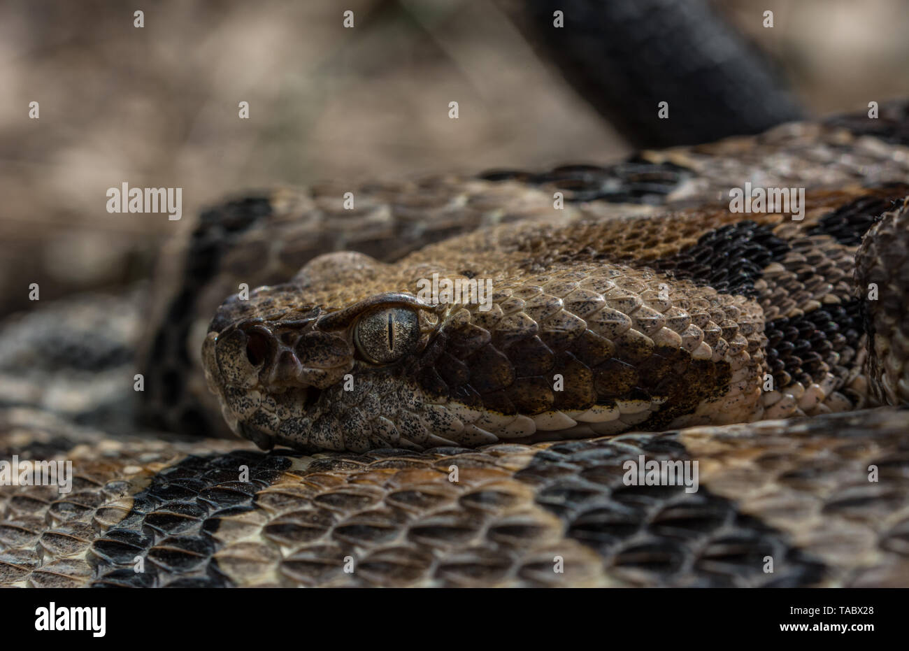 Holz Klapperschlange (Crotalus horridus) von Chatauqua County, Kansas, USA. Stockfoto