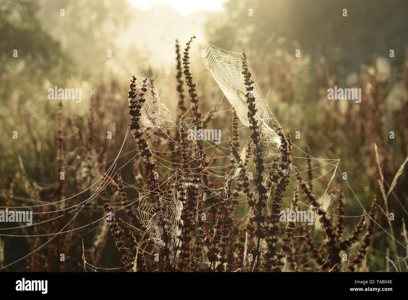 Morgentau auf Spinnweben Stockfoto