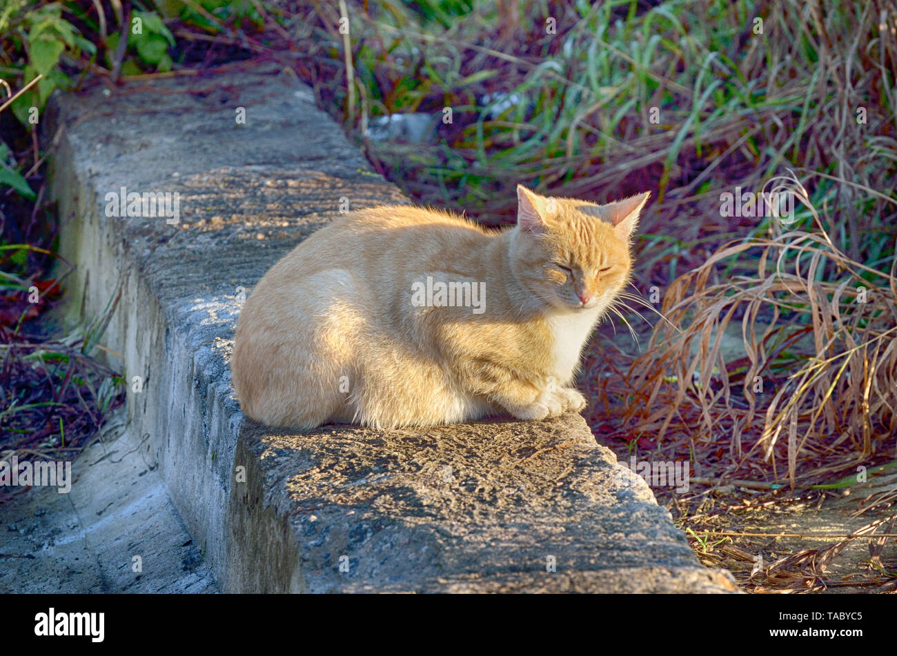 Schnurrt Stockfotos Schnurrt Bilder Alamy