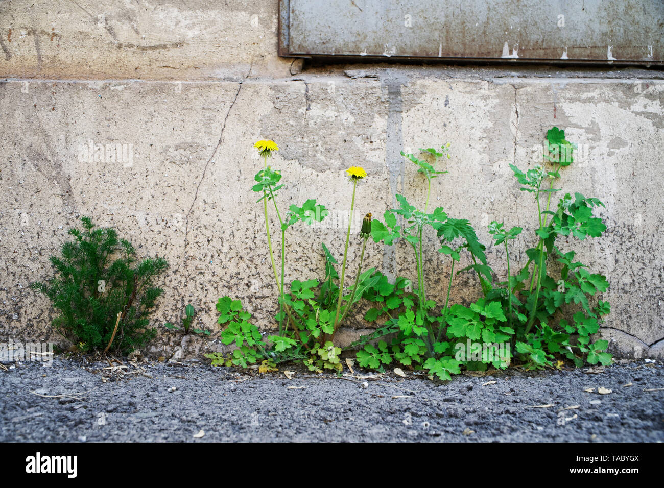 Grünes Gras und gelben Löwenzahn wachsen durch den Asphalt von der Stiftung, gegen die Wand eines alten Backsteinhaus mit Metall Rollläden. Moos, Schimmel Stockfoto