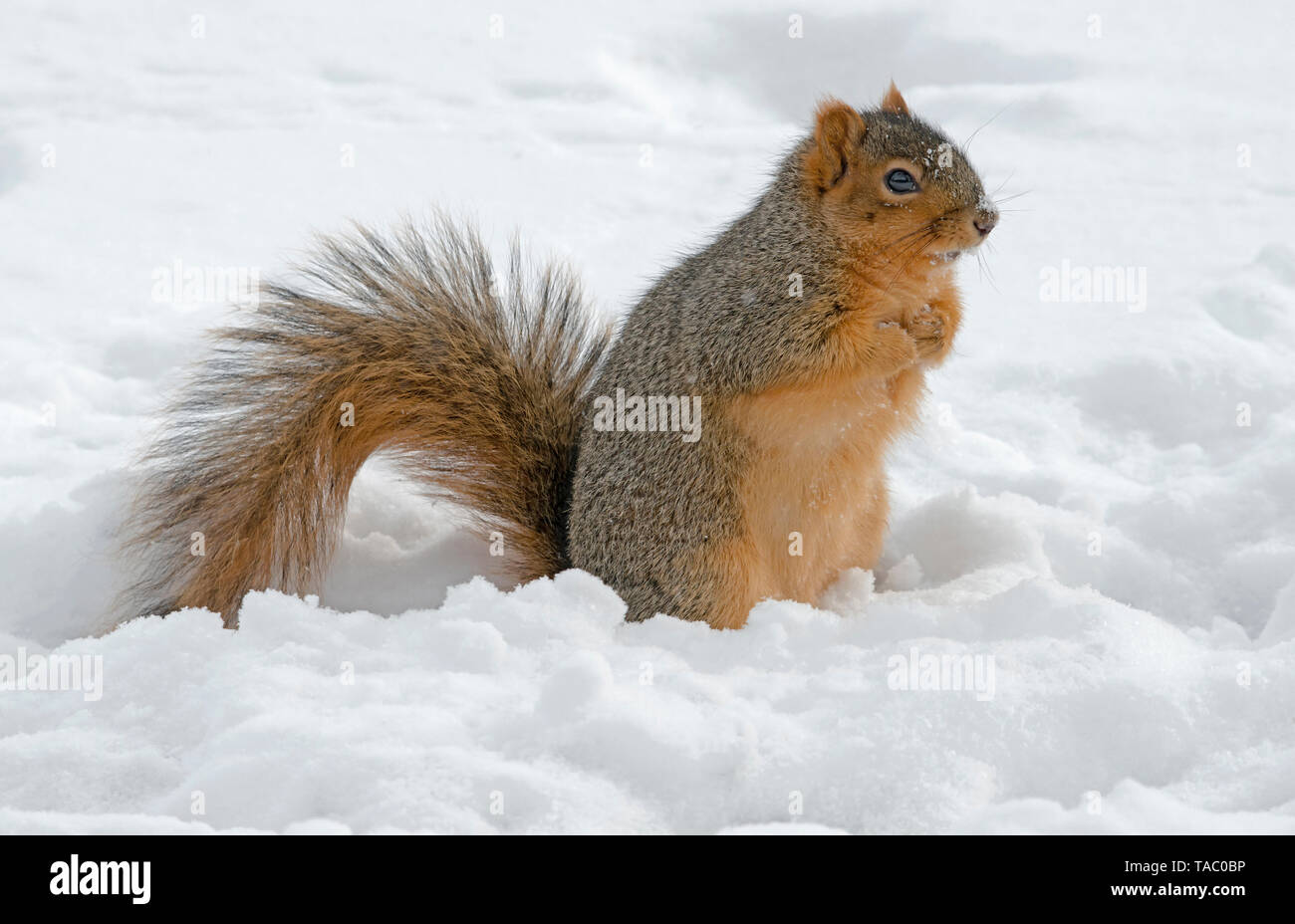 Eastern Fox Eichhörnchen (sciurus Niger) Eicheln Fressen von Winter-Cache, E Nordamerika, durch Überspringen Moody/Dembinsky Foto Assoc Stockfoto