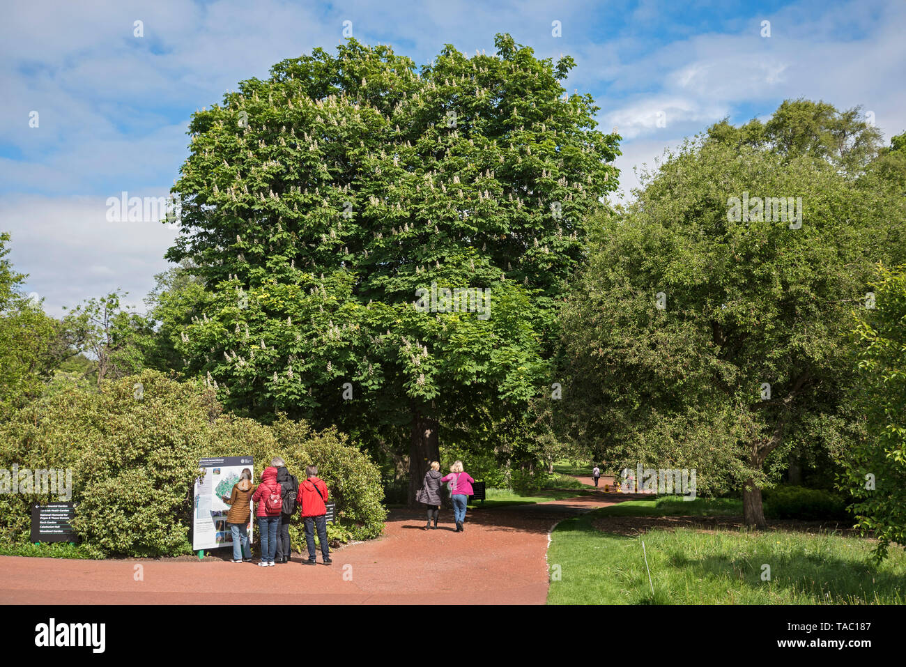 Die Besucher der Royal Botanic Garden in Edinburgh consulting Die noticeboard bnear der East Gate. Stockfoto