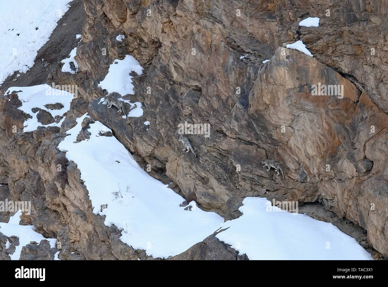 Snow Leopard auch als Geist des Himalaya, Mutter und jungen Bewegen auf dem Himalaya bekannt Schnee bedeckte Berge in großer Höhe Stockfoto