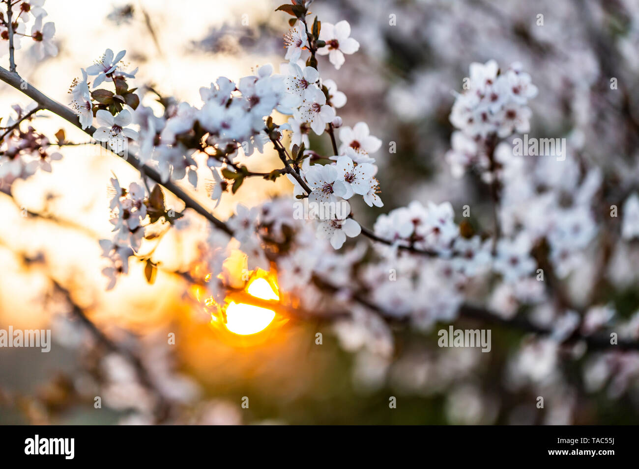 Blüten Cherry Plum bei Sonnenuntergang Stockfoto