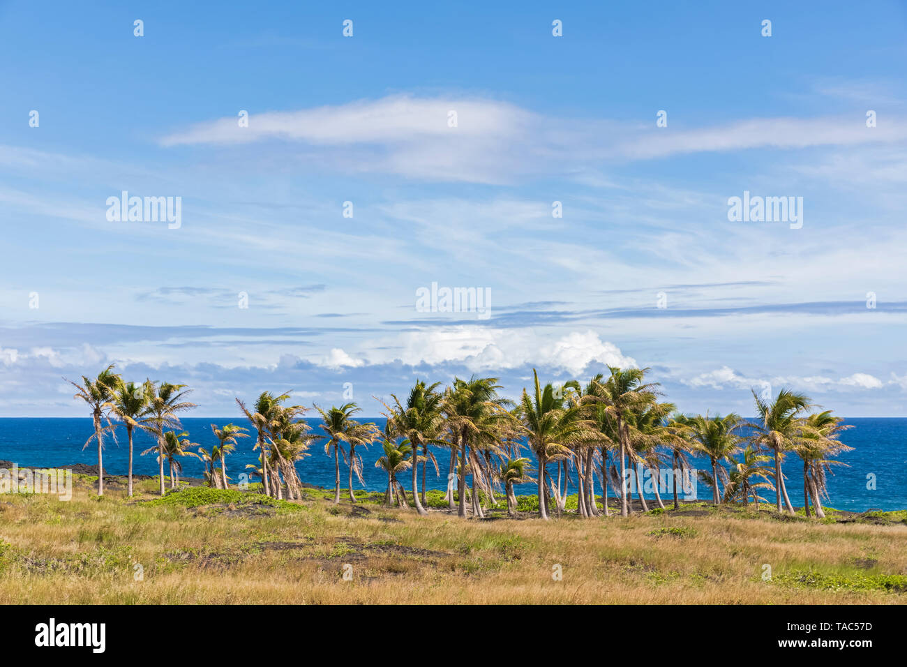 USA, Hawaii, Big Island, Volcanoes National Park, Palm Grove an der Küste Stockfoto