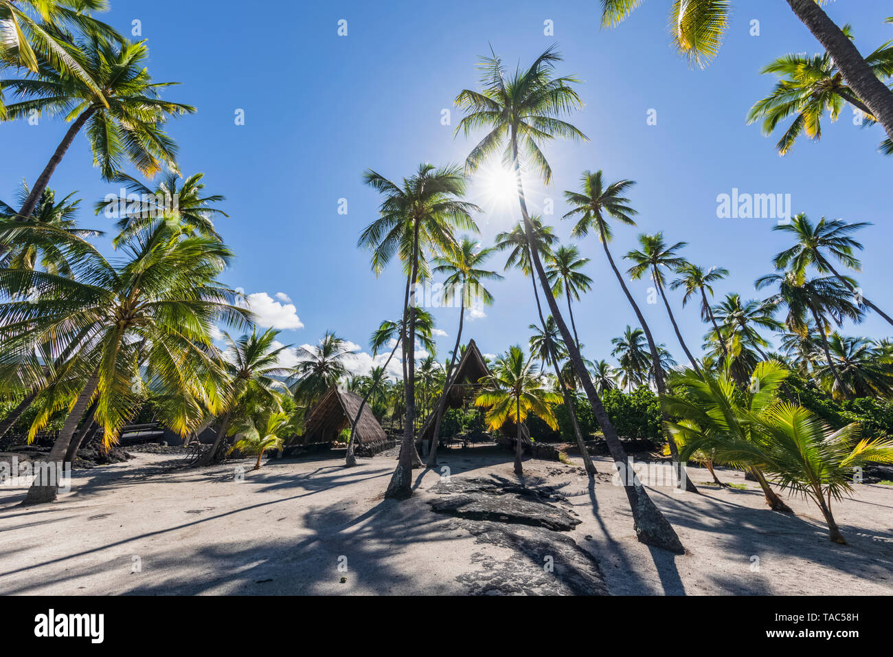 USA, Hawaii, Big Island, Pu'uhonua o Honaunau National Park, Palmen vor der Sonne Stockfoto