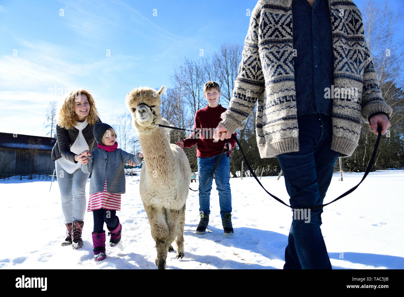 Familie wandern mit Alpaka auf einem Feld im Winter Stockfoto