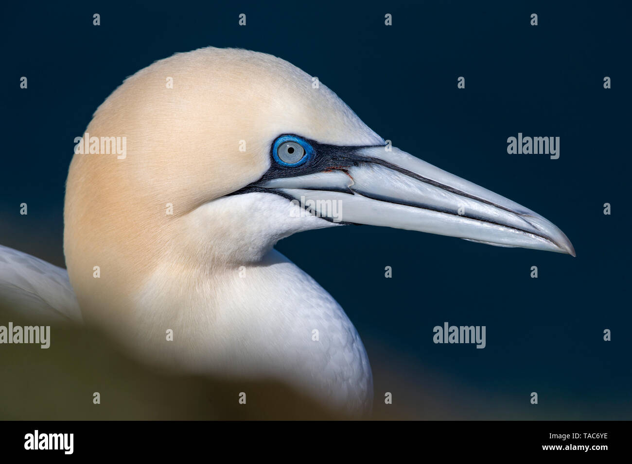 Portrait von Gannett, Morus bassanus Stockfoto