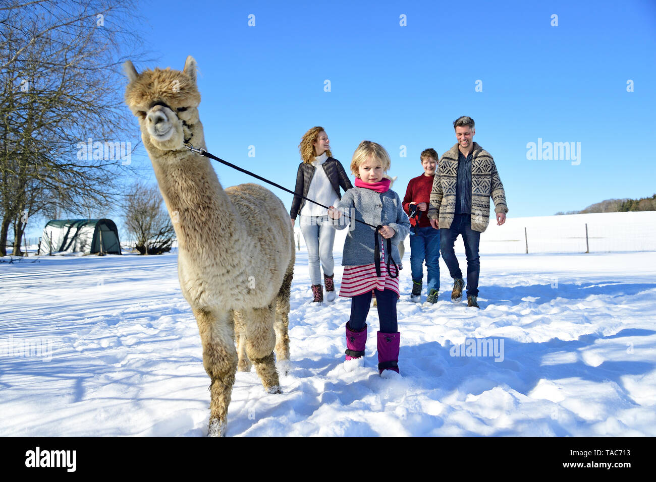 Familie wandern mit Alpaka auf einem Feld im Winter Stockfoto