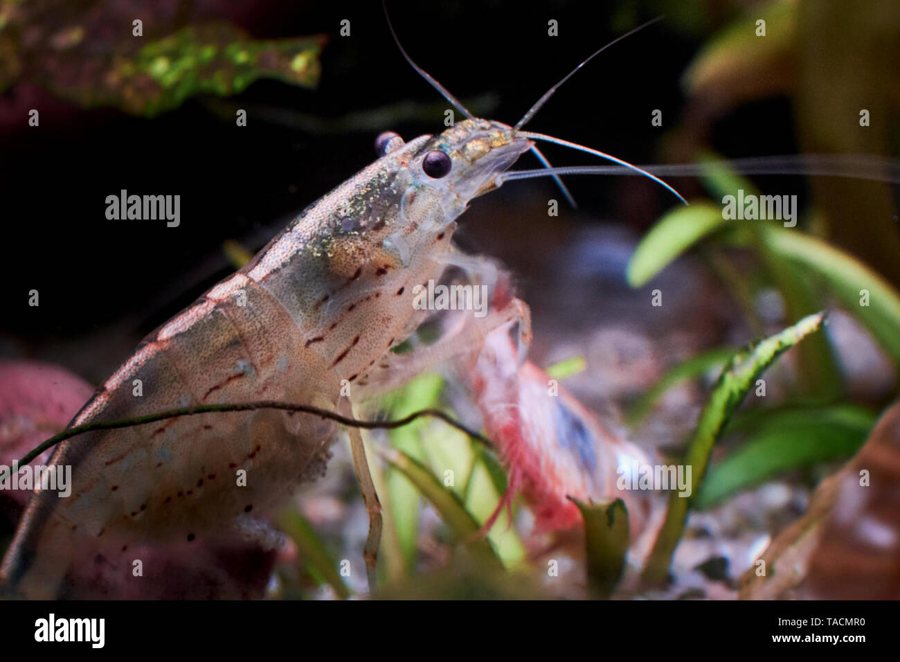 Yamato garnele caridina multidentata in einem aquarium -Fotos und ... Yamato garnele caridina multidentata in einem aquarium -Fotos und ...