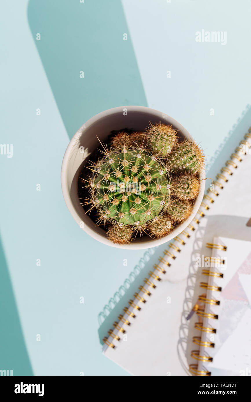Kreative Arbeitsplatz mit Schreibtisch mit Notizbuch und Bleistift Kaktus auf weichen blauen Hintergrund. Niemand Stockfoto