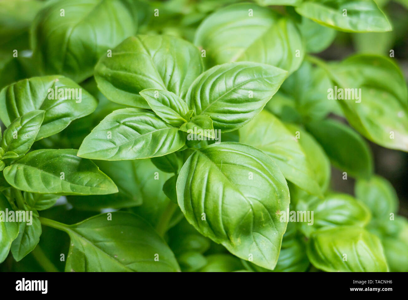 Basilikum Ocimum basilicum wachsenden Pflanzen in Töpfen im Freien Stockfoto