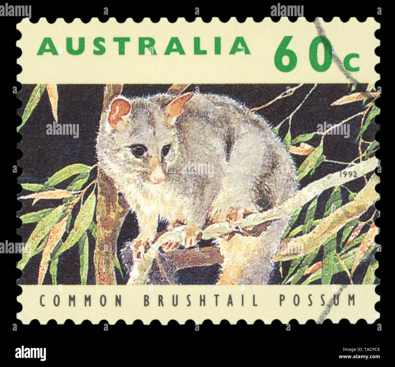 Australien - ca. 1992: einen Stempel in Australien gedruckten zeigt Gemeinsame Brushtail Possum, tierischen Serie, ca. 1992. Stockfoto