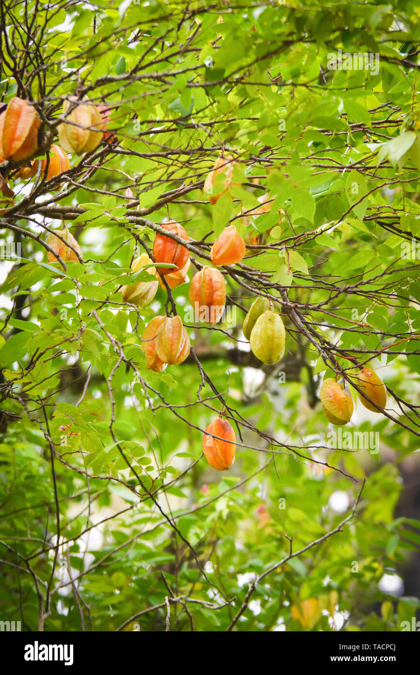 Star Fruit Tree/Grüne und gelbe Sterne Frucht am Baum tropische im Sommer Garten selektiven