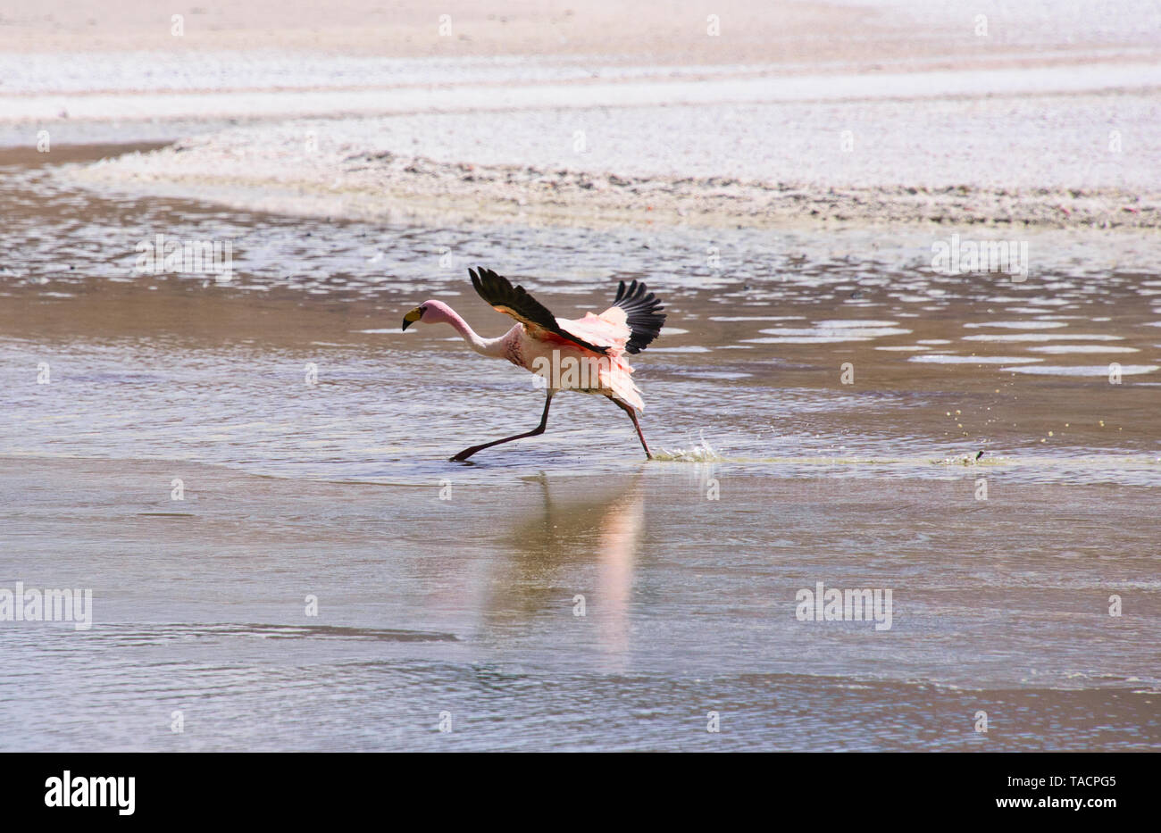 James's Flamingo (Phoenicoparrus jamesi), Eduardo Avaroa National Reserve, Salar de Uyuni, Bolivien Stockfoto