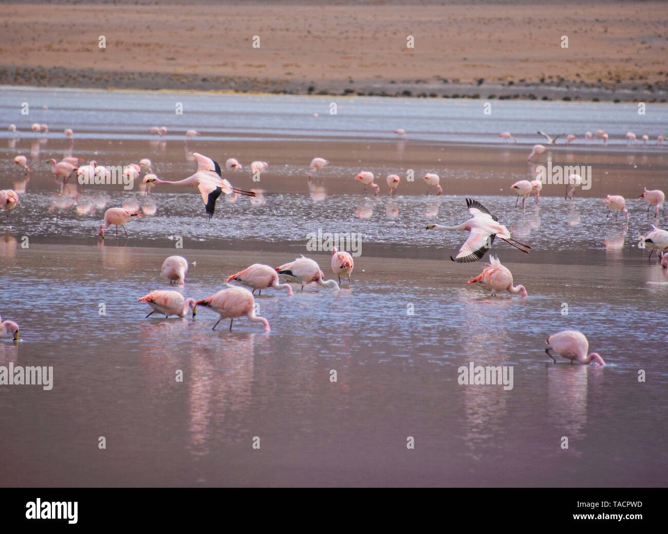 James's Flamingo (Phoenicoparrus jamesi), Eduardo Avaroa National Reserve, Salar de Uyuni, Bolivien Stockfoto
