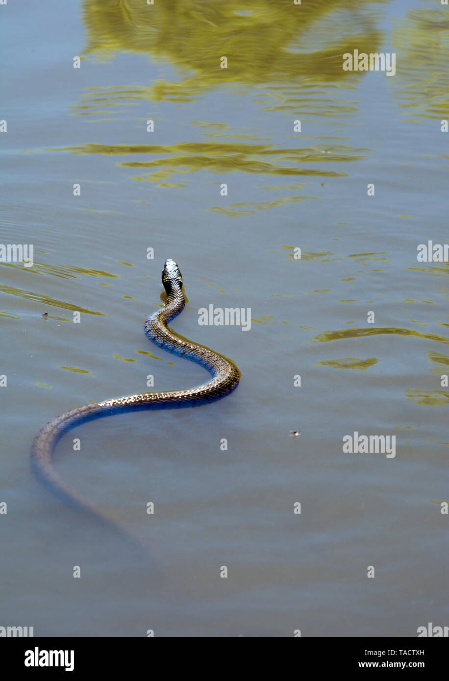 Eine Ringelnatter (Natrix natrix) Schwimmen im Grand Union Canal, Warwickshire, Großbritannien Stockfoto