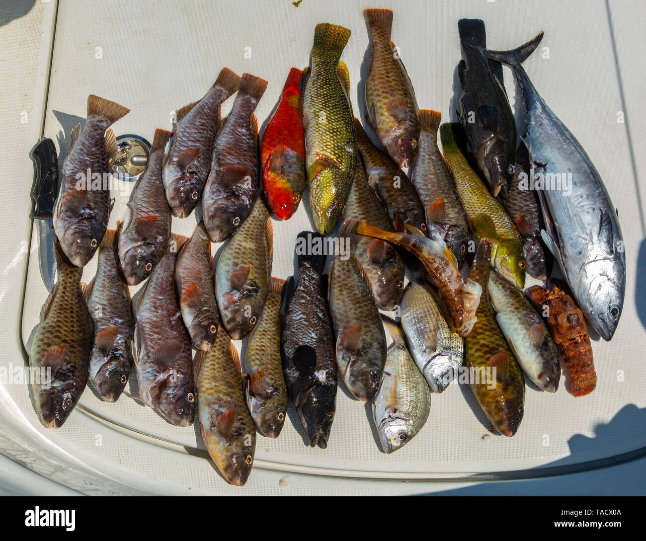 Fisch mit einem spearfish einschließlich Thunfisch Stockfoto