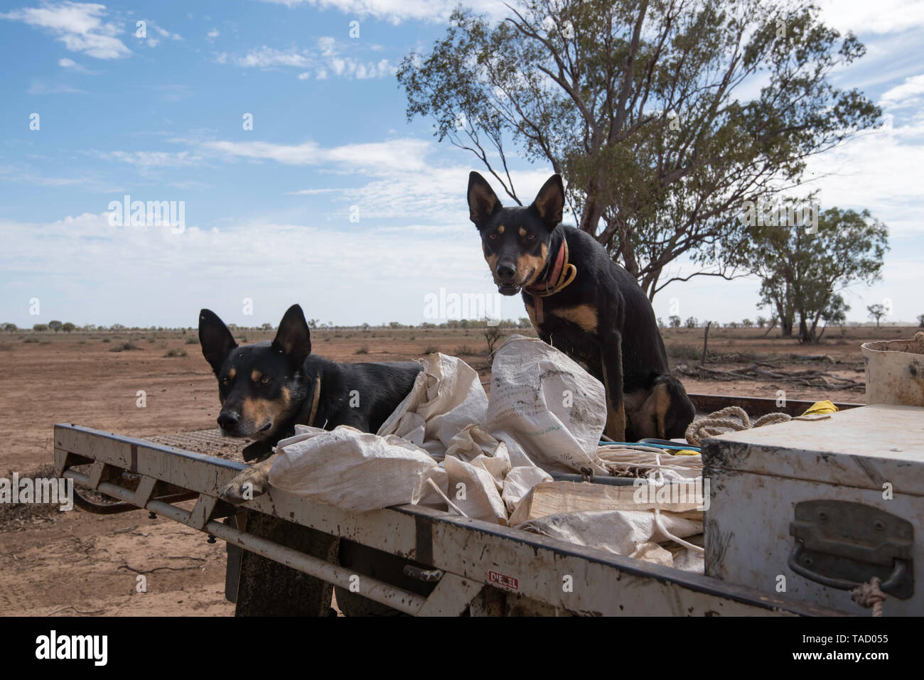 Zwei funktionierende Australian Kelpie Hunde aufmerksam beobachten ihre Besitzer von der Rückseite eines Bauernhofes Ute und erwarten einen Befehl. Stockfoto