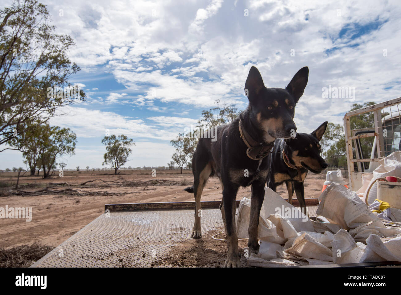 Zwei funktionierende Australian Kelpie Hunde aufmerksam beobachten ihre Besitzer von der Rückseite eines Bauernhofes Ute und erwarten einen Befehl. Stockfoto