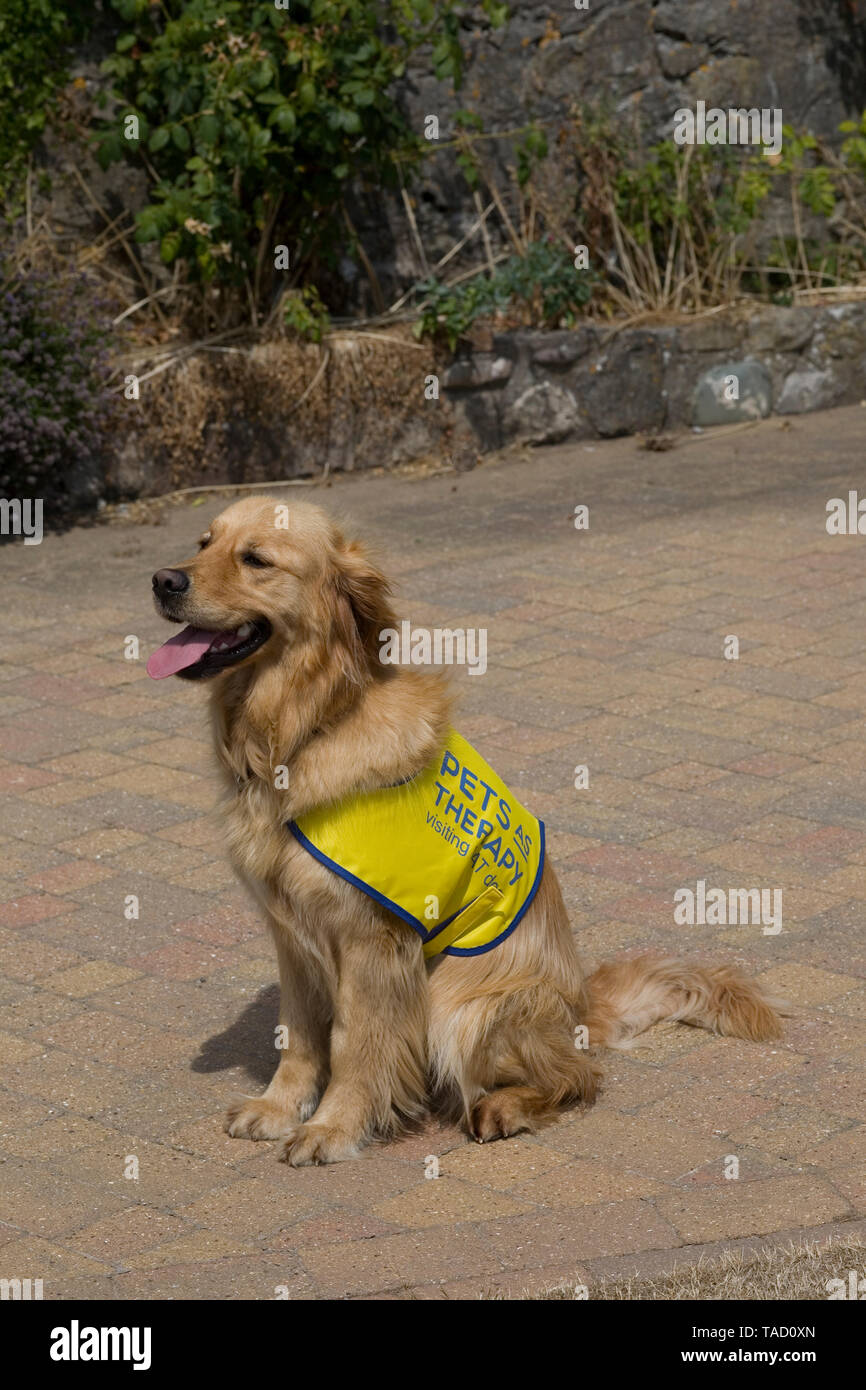 Qualifizierte Therapie Hund mit Haustiere als Therapie sitzt auf Einfahrt auf Gegenbesuch in seinem Züchter Stockfoto