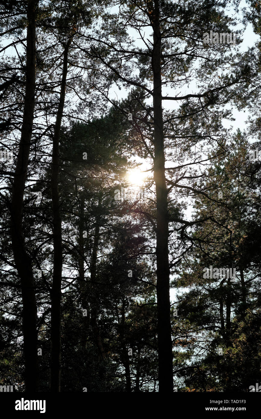 Sonne scheint durch Nadelbäume Natur Hintergrund Stockfoto