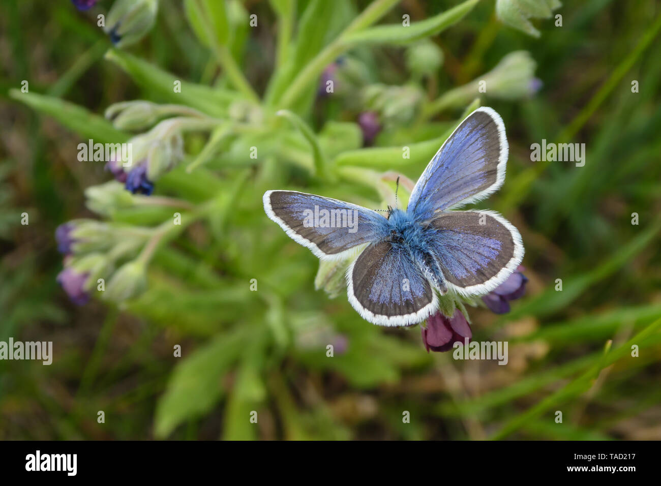 Schmetterling Plebejus argus oder große argus. Schmetterling aus der Familie der Schwalbenschwänze. Stockfoto