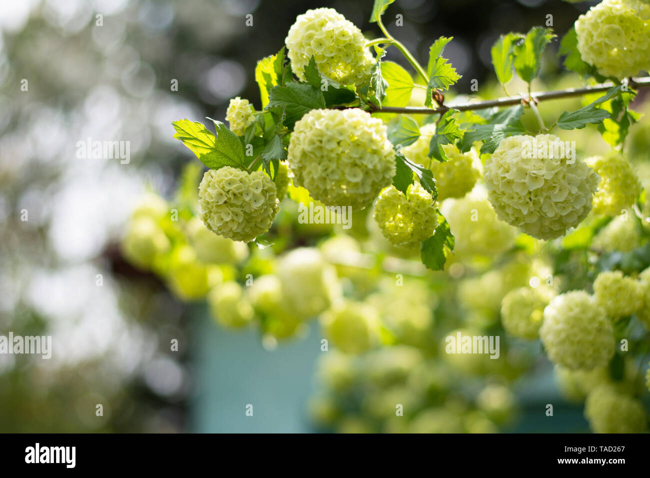 Guelderrose Strauch mit grünlich-weißen Blüten bedeckt - selektive Fokus Stockfoto