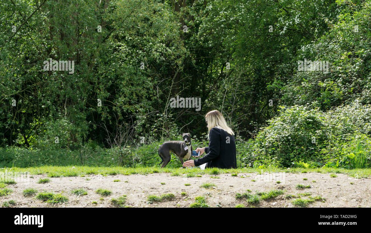 Junge Dame in Park ruhenden mit Whippet hund Milton Cambridge 2019 Stockfoto