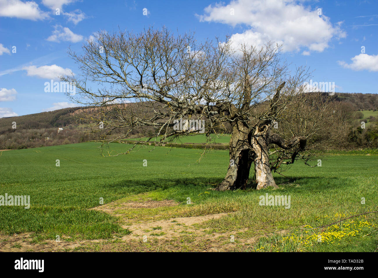 Einsamer Baum in einem Feld, das durch Blitzschlag getroffen wurde Stockfoto