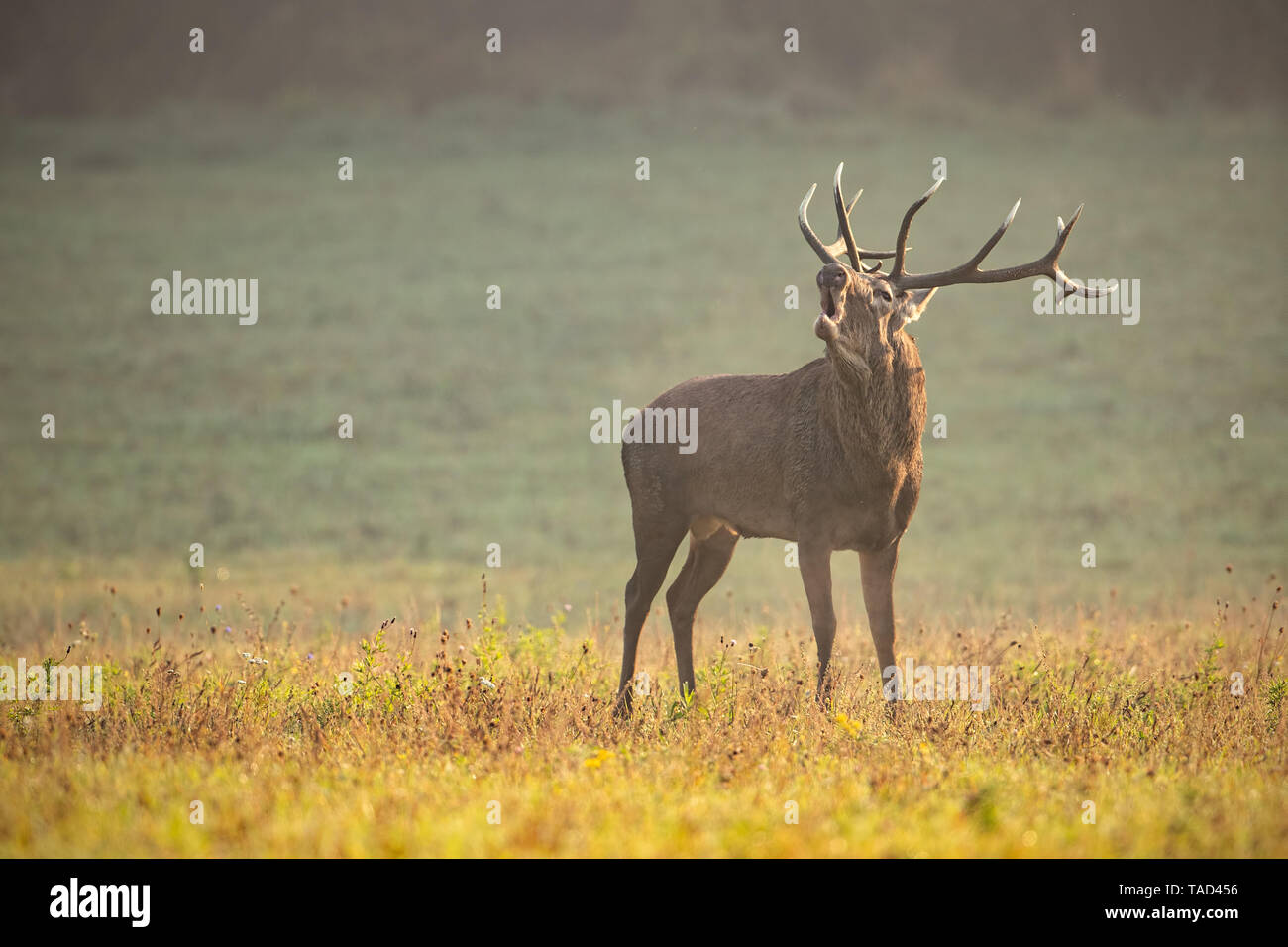 Rotwild, Cervus elaphus, Hirsch Gebrüll in der Brunftzeit im Morgen mit Platz für Kopieren. Wild männliche Tier steht auf einer Wiese mit kurzen grünen Gras Stockfoto