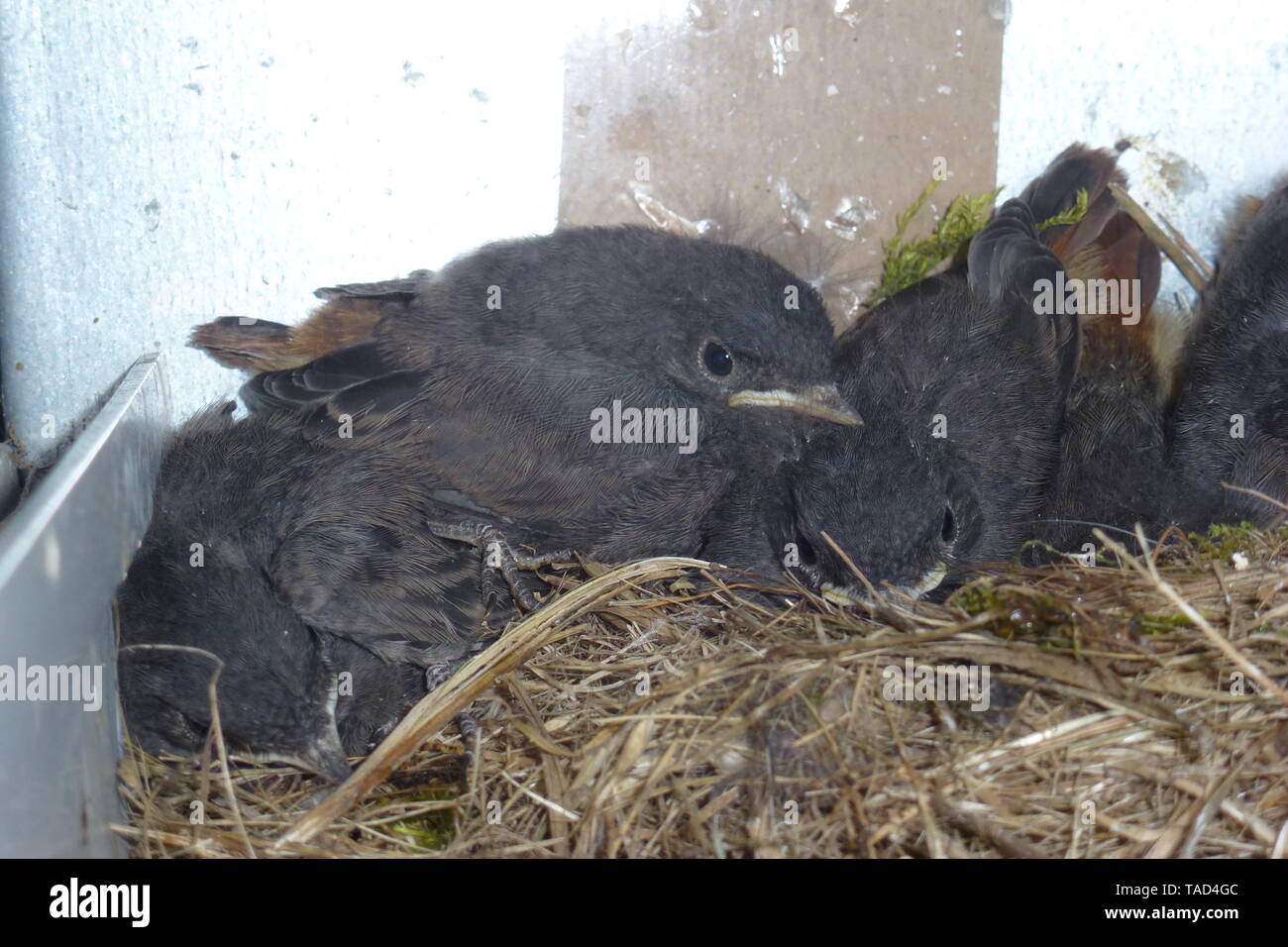 Vogel Singvogel Nest Vogelnest K ken Nachwuchs V gel vogel-singvogel-nest-vogelnest-k-ken-nachwuchs-v-gel