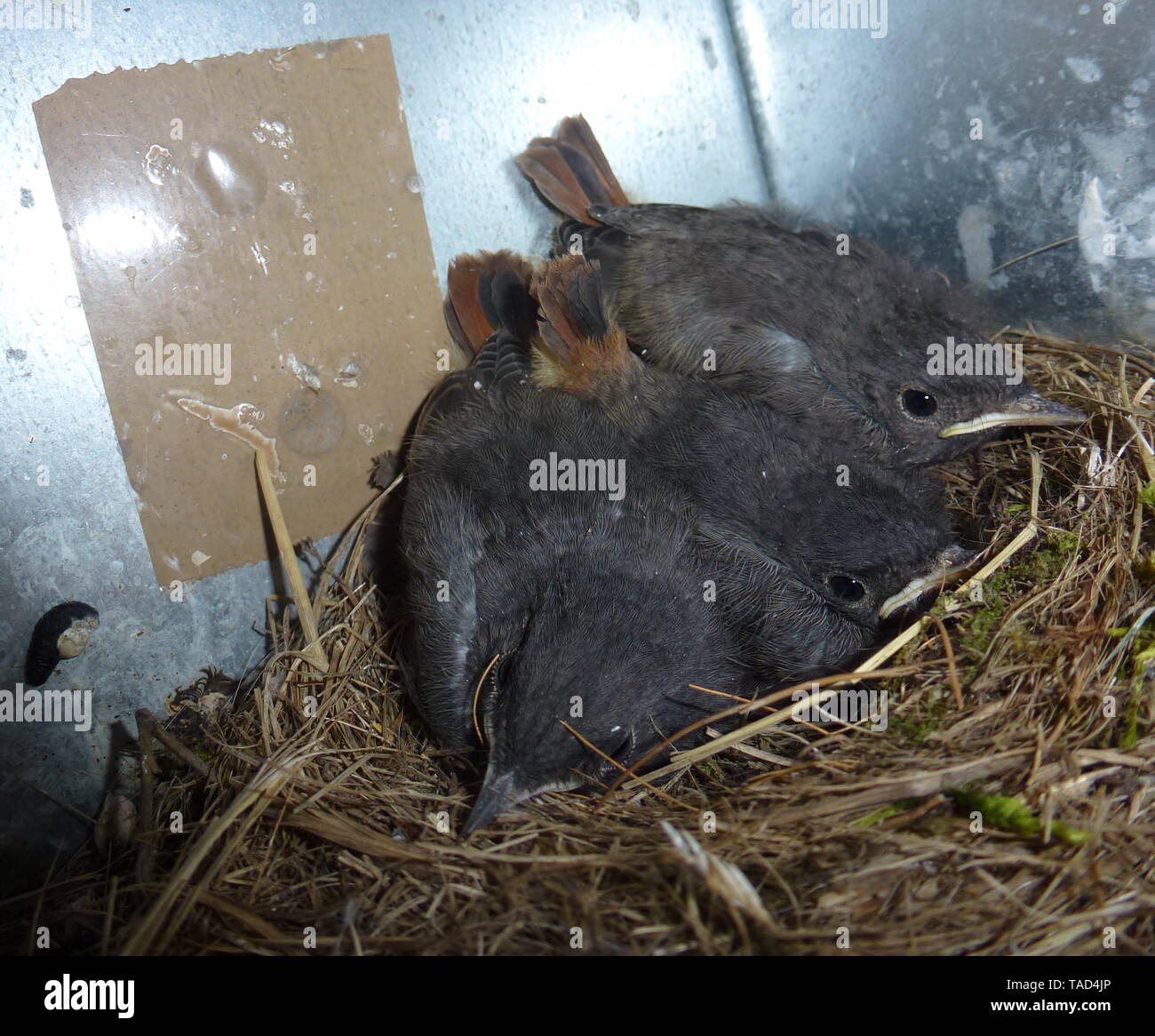 Vogel Singvogel Nest Vogelnest K ken Nachwuchs V gel vogel-singvogel-nest-vogelnest-k-ken-nachwuchs-v-gel