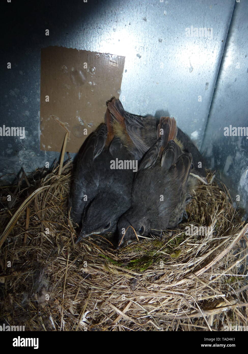 Vogel Singvogel Nest Stockfotos Und bilder Kaufen Alamy vogel-singvogel-nest-stockfotos-und-bilder-kaufen-alamy