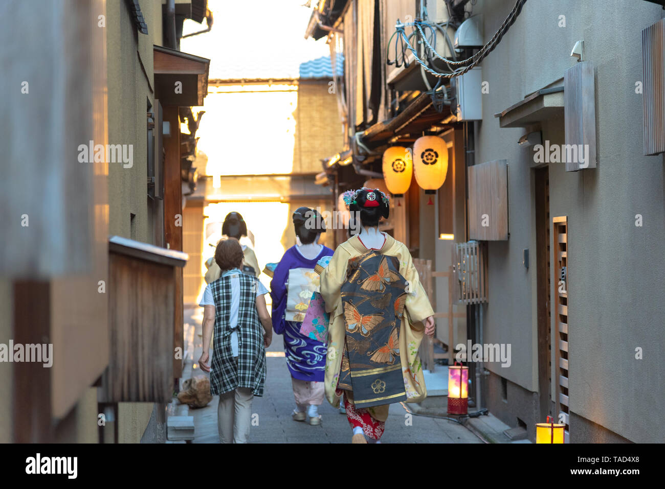 Eine Gruppe von Geisha und Maiko tragen traditionelle Kleidung (Kimono) zu Fuß auf der Straße in Kyoto, Japan. Geisha sind traditionelle japanische Animateure. Stockfoto