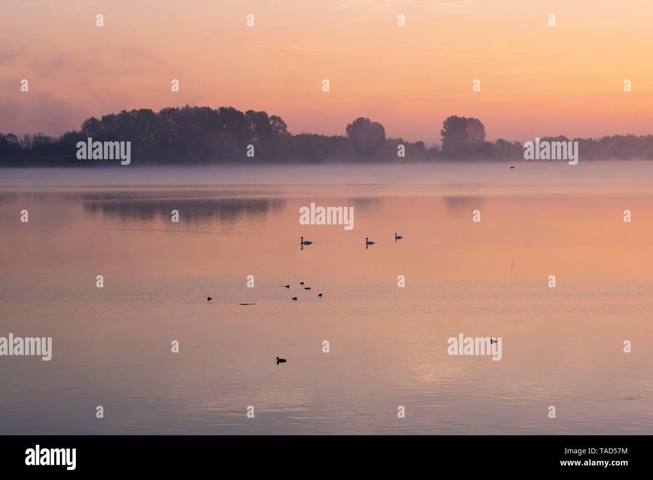Deutschland, Bayern, Ismaning Reservoir, Pliening, sunrise Stockfoto