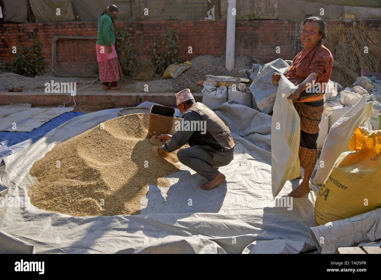 Die Landwirte sun Einsacken - getrocknet Reis, Bhaktapur, Tal von Kathmandu, Nepal Stockfoto