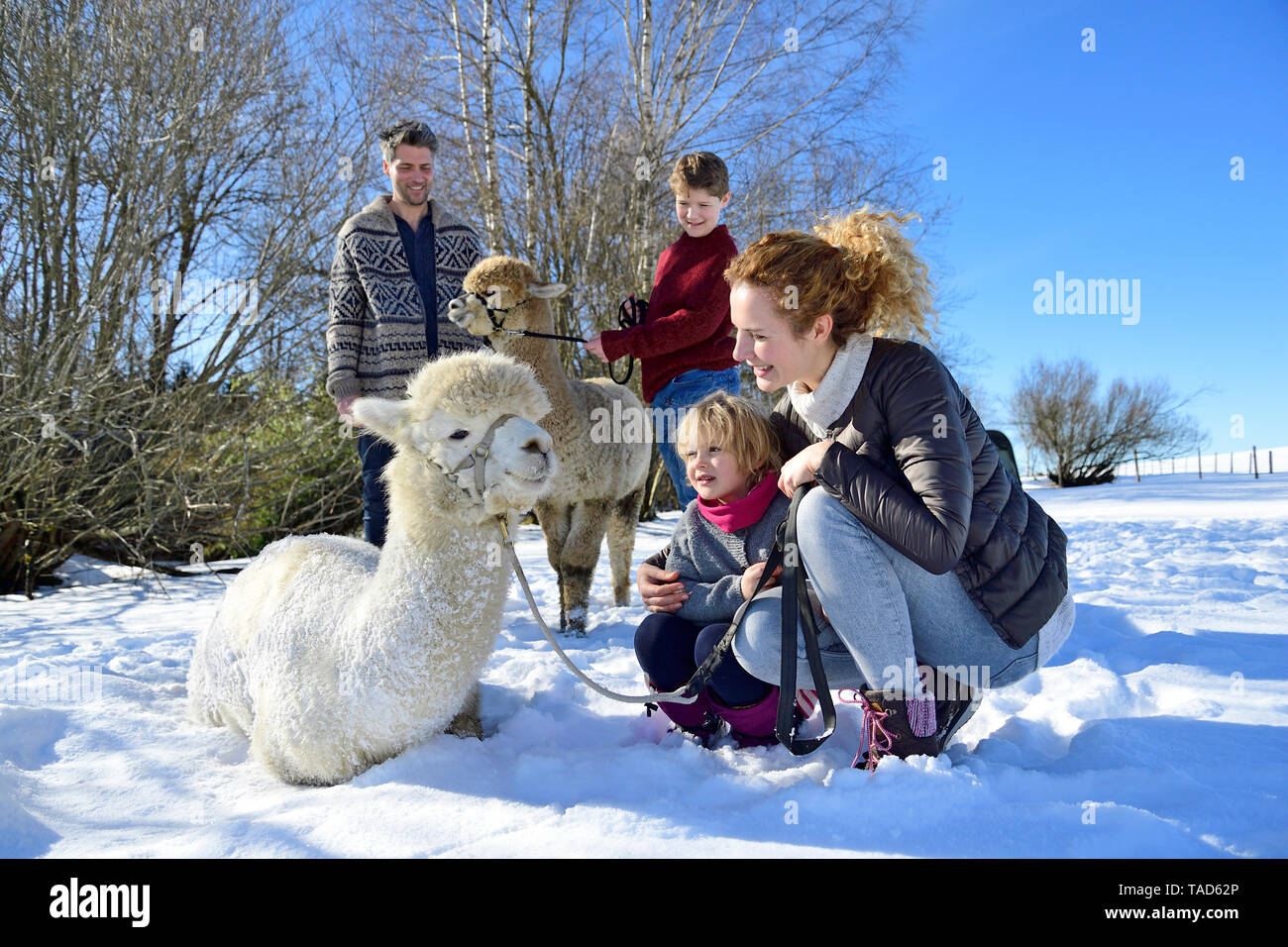 Familie mit Alpakas auf einem Feld im Winter Stockfoto