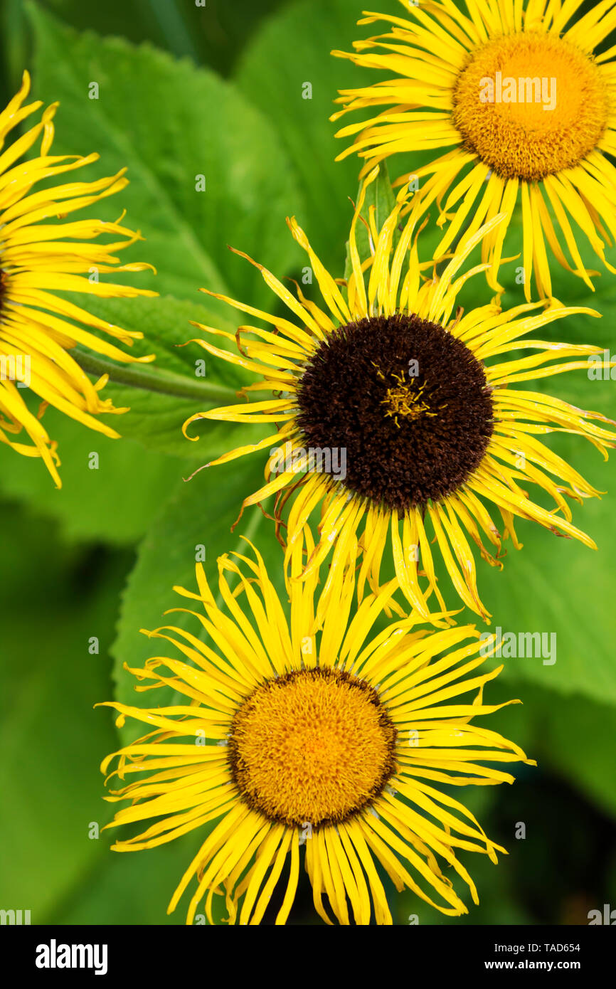 Inula helenium, in der Nähe Stockfoto