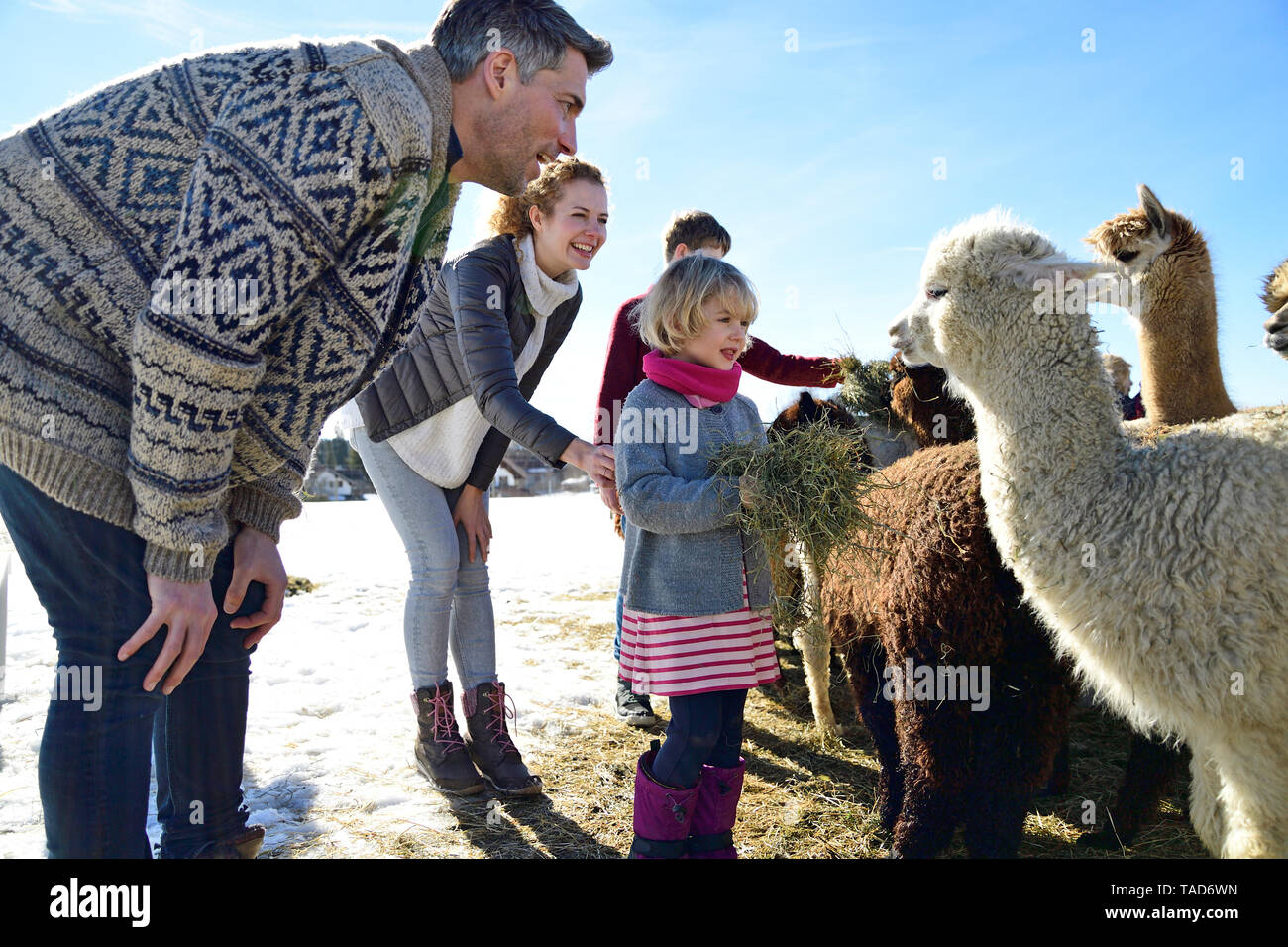 Familie Alpakas Fütterung mit Heu auf einem Feld im Winter Stockfoto