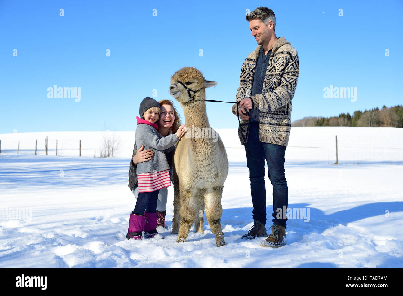 Glückliche Familie mit Alpaka auf einem Feld im Winter Stockfoto